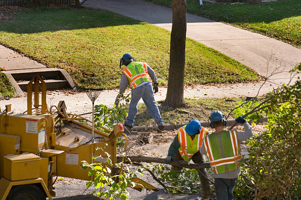 Shiner, TX Tree Removal and Landscaping Services Company